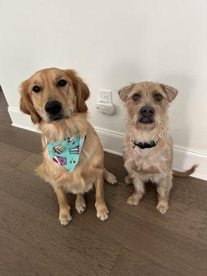 Cali-Rose and Mookie after their stay at Pet Palace, Cary