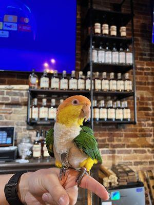 @pollothecaique working the bar, lol