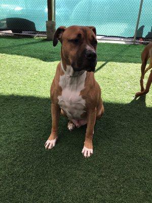 Dozer loves lounging in the daycare yard!