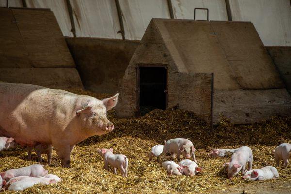 Momma sow and some baby piglets in the hoop structure enjoying the sun.