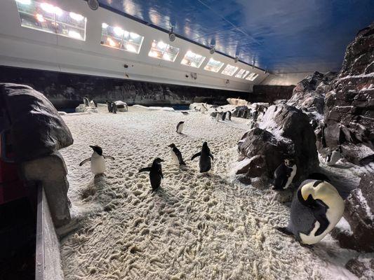 Penguin Experiences Tour at Sea World