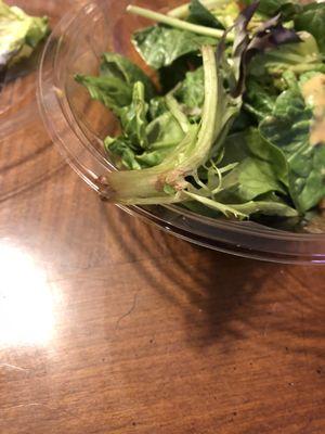 Rotten lettuce in salad