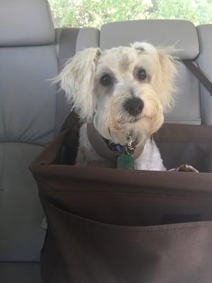 Tamsen's first big-boy cut! Thank you, Panda!  He looks great...even for such a wiggler!