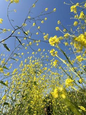 Wildflowers.