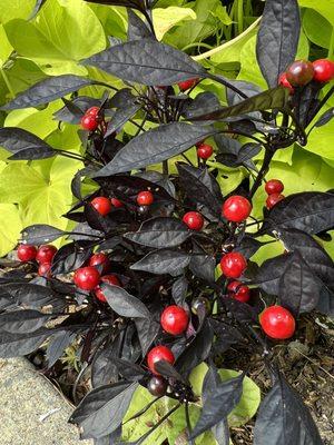 Onyx Red or Black Pearl Ornamental Pepper