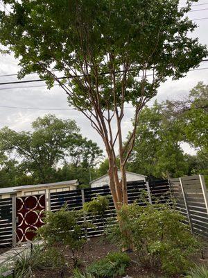 They cut all the way to the top instead of trimming they butchered the tree.