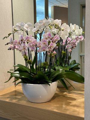 Fresh Orchids for the new year!