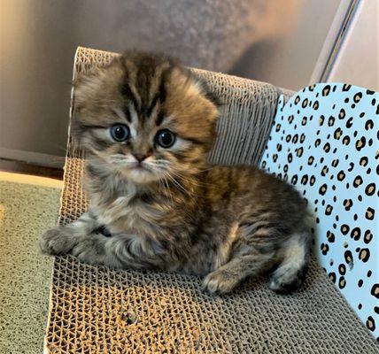 Are you looking for a beautiful Scottish fold kitten? Text or call us at 716-220-7777