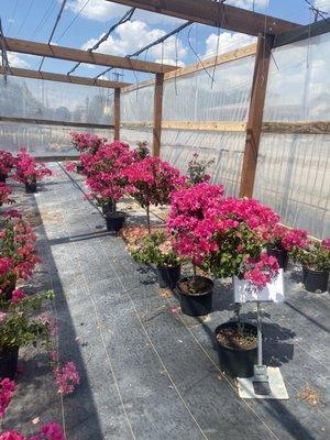 Bougainvillea