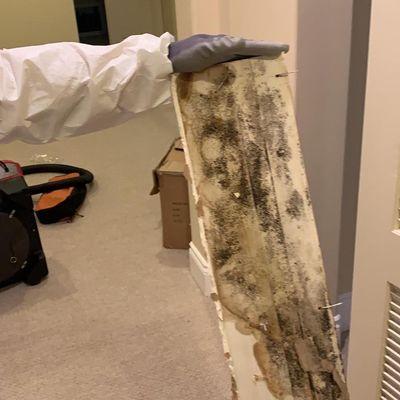 Got nasty mold ?? Call us (305)285-0030