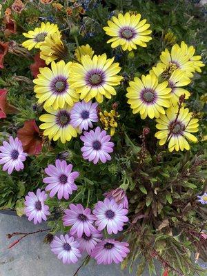 Beautiful yellow and light purple daisies from nursery.