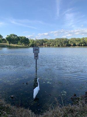 "Do not feed or molest Alligators", no swimming sign and a bird in front of the lake