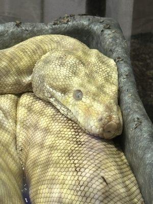 Dead boa sitting in murky water bowl