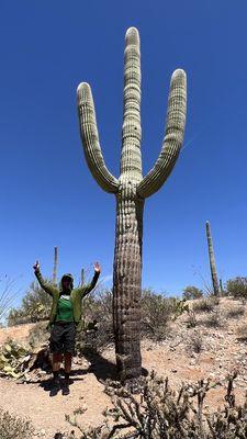 Saguaro Cactus