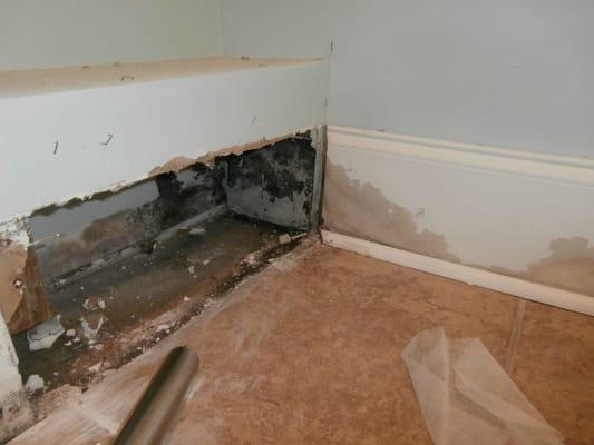 Mold damage removal and remediation repair services