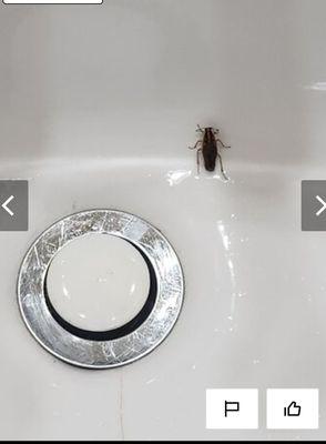 Roach in the sink