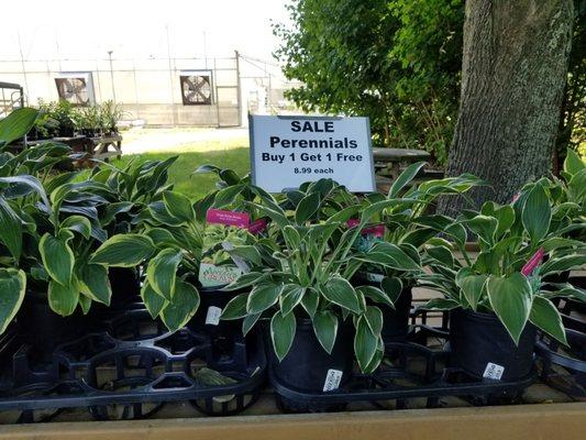 Perennials- BOGO