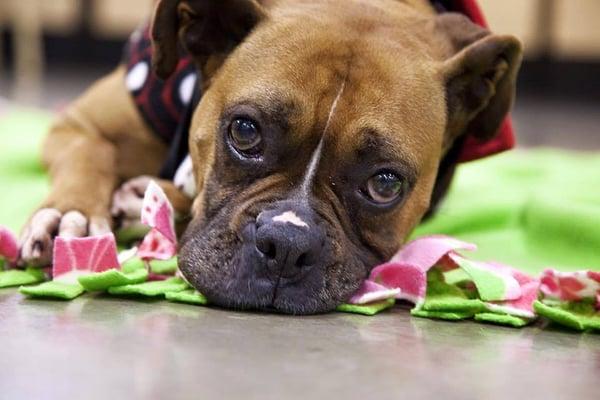 Northwest Boxer Rescue