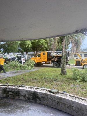 Trimming Palm and tree overhang on driveway.