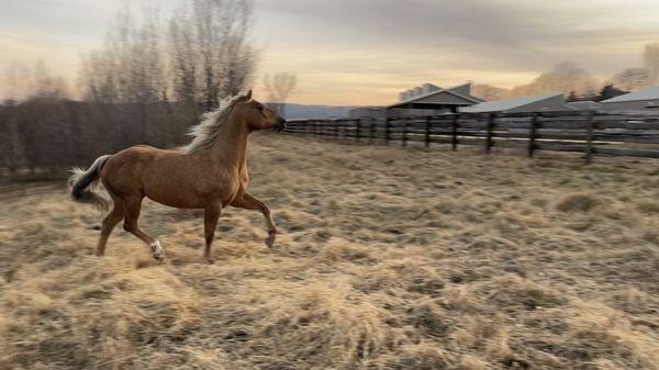 Our quarter horse Takala