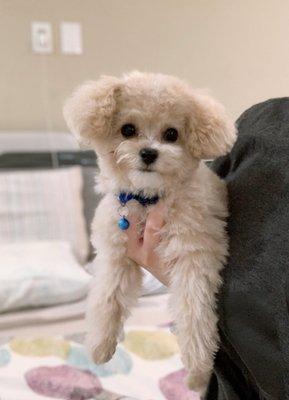 teddy cut for face & puppy cut for body!! SO CUTE will definitely be coming again