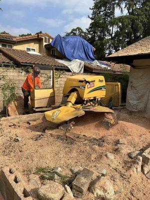 Oak tree removal Pasadena California