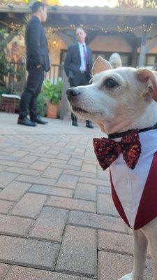 Ring bearer Toby