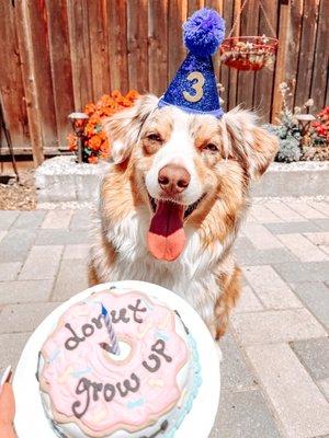 Dog Birthday cake , birthday hat , Australia Shepherd