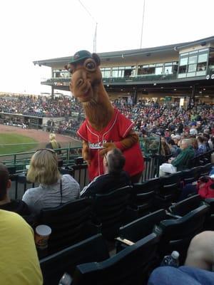 Rall E Camel visiting some fans in section 105.