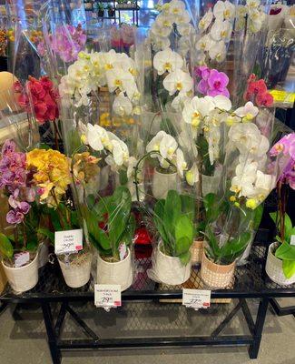 gorgeous selection of orchids, amongst others! (11/1/23)