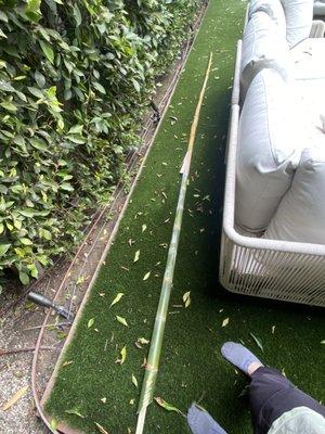 A 15 foot piece of bamboo that fell into my yard where my 2 year old was sitting in the couch.