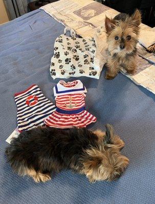 My yorkies new outfits