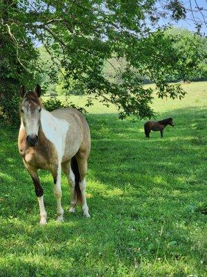 Just Buck'n Around aka; Bucky residing at Angus Valley Stables.