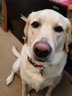 Abby 2 yr Old Yellow Lab