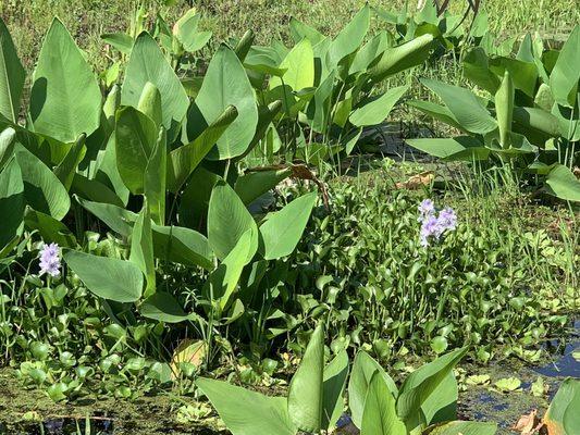 Swamp flowers .