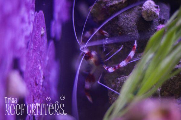 Coral banded shrimp