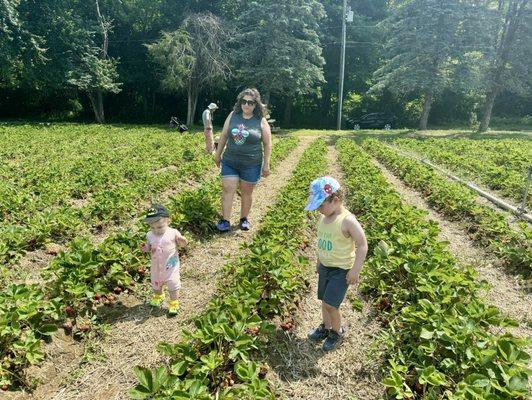 Strawberry picking