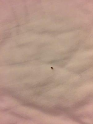 Bed bug 1