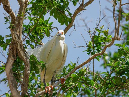 Snowy egrets migrate thru and begin nesting early April