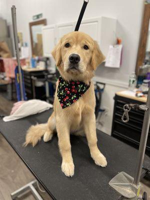 Wet Paws Dog Grooming