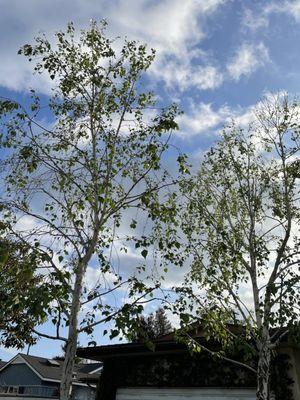 Birch trees are happy again.