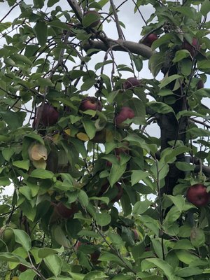 Macon Apple tree