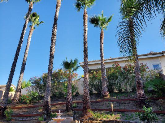 Oleanders and other palms after trim.