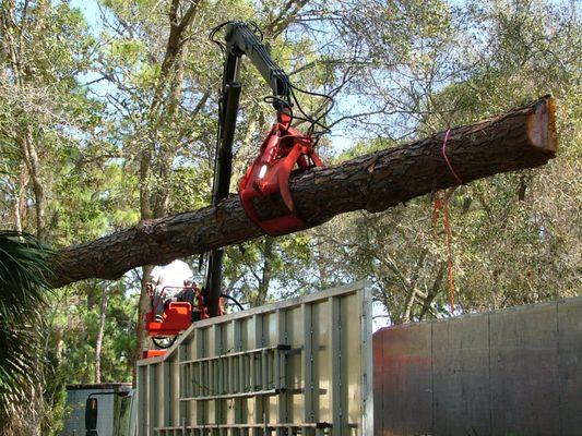 Large tree removal & hauling