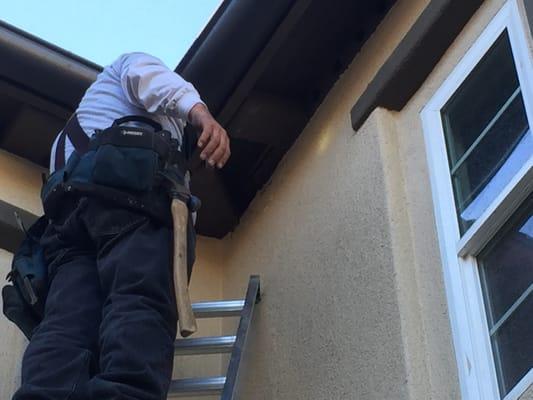 Bee Hive Removal from Eave