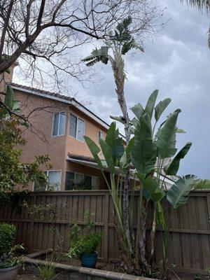 Birds of paradise were occupying the sky space with seedlings