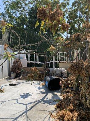 Tree fell on top of second story patio