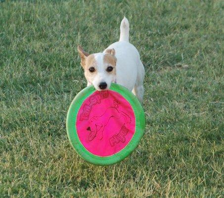 Molly LOVES her frisbee!