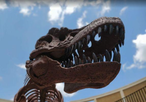 Artie the T. rex, our largest display!