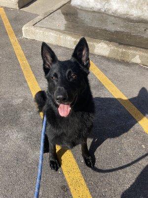 Spotless Dog Wash